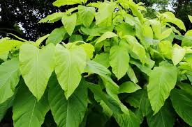 Image result for Pisonia