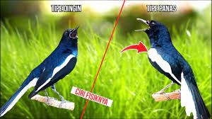 Ciri Fisik Kacer Tipe Panas Dan Kacer Tipe Dingin Beserta Polarawatan Rumahan Youtube