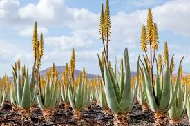 Image result for Aloe barendii