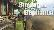 Chai Lai Orchid - An Ethical Elephant Experience! - YouTube