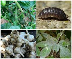 We did not find results for: Powdery Mildew Sowbug And Pillbug Infestation Fungicides On Tomatoes Garlic Bloat Nematode Q A With Ken Druse A Way To Garden