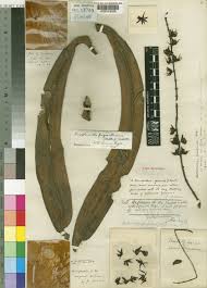 Image result for Diaphananthe lebelii