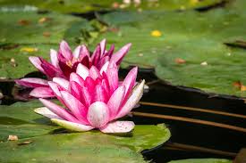 Image result for Nymphaea sulphurea