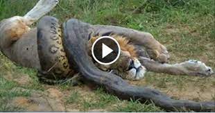 Check spelling or type a new query. Lion Vs Giant Anaconda Snake Real Fight Video Dailymotion