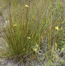 Image result for Xyris peteri