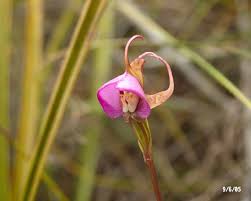 Image result for Disperis mozambicensis