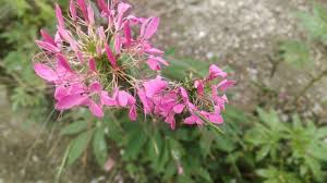 Image result for Cleome houtteana