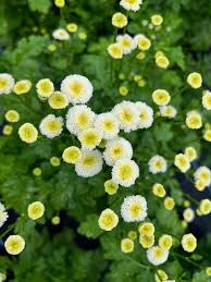Image result for Parthenium