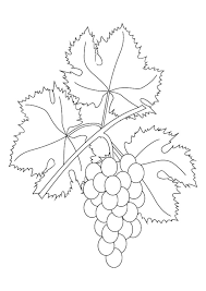 Un dessin de cep de vigne avec de belles grappe de raisin qui a poussé et muri tout l'été. Coloriage Pampre Avec Raisins Coloriages Gratuits A Imprimer Dessin 9876