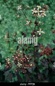 Image result for Clematis recta atropurpurea