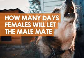 That's certainly true, but no matter how smart you think your dog is, some breeds are just smarter than others — sorry, sweet beagles! How Many Days Will A Female Dog Let A Male Mount Her