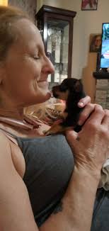 Mini horse and labradane mix with daughter
