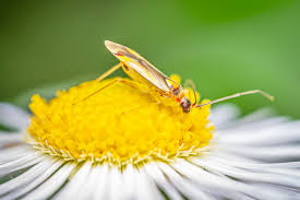 Image result for Campylospermum vogelii