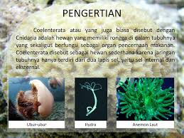 Maybe you would like to learn more about one of these? Hewan Berongga Salah Satu Filum Dari Avertebrata Ppt Download
