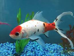 Wait until the fish is dead. Best Pond Fish For Outdoor Ponds Aquatic Veterinary Services