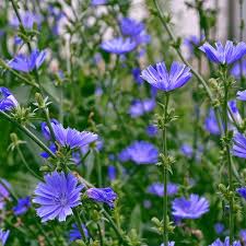 Image result for Cichorium