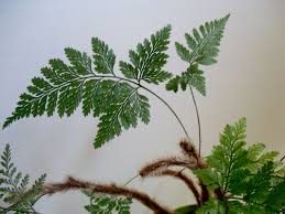 In the pteridophyte phylogeny group classification of 2016 (ppg i), it is the only genus in the family davalliaceae, which is placed in the suborder polypodiineae, order polypodiales. Davallia Fejeensis Rabbit S Foot Fern Indoor Wall Doesn T Need As Much Light Or Water As Usual Ferns Bonsai Flower Rabbit Foot Fern All About Plants