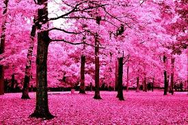 Potawatomi Woods By Cotarr Pink Trees Little Reasons To Smile Pink Forest