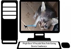 Banyak penyebab yang bisa menimbulkan sakit mata pada kucing kesayangan kita,diantaranya : Wajib Baca 8 Penyakit Mata Pada Kucing Beserta Gambarnya