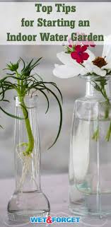 Carefully place your plant in the well and gently pack down gravel around to secure. Indoor Water Garden The How To Guide To Decorating With Horticulture Life S Dirty Clean Easy