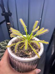 Image result for Rotala capensis