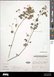 Image result for Oxalis barrelieri