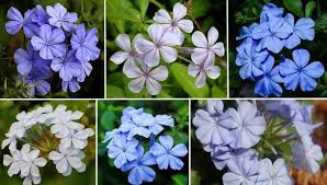 Cape leadwort, plumbago auriculata, is a vigorous, evergreen climber typically use for covering large conservatory walls. Plumbago Plant Care Blue Plumbago And White Plumbago Plumbago Auriculata