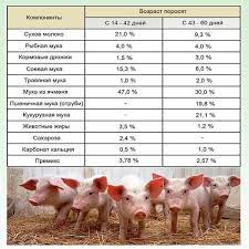 Cat mananca un porc pe zi. Cum Se HrÄƒnesc Purceii Sunt Bine CrescuÈ›i CreÈ™teÈ›i Porci Pe Un Compus Personal Ceea Ce Trebuie SÄƒ LuaÈ›i In Considerare