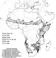 Image result for Gossypioides kirkii