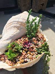 Piante e fiori sono il modo più veloce, economico e scenografico per decorare interni ed esterni delle nostre case, a patto di scegliere varietà adatte al clima al tipo di esposizione che possiamo offrire. Conchiglie Di Mare 21 Idee Fai Da Te Per Decorare Casa Fioriere Per Piante Grasse Composizione Piante Grasse Terrario Per Piante Grasse