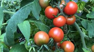 Will cayenne pepper hurt tomato plants? Fresh From Home Growing Great Tomatoes