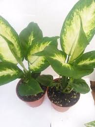 Two Splash Dieffenbachia Free Shipping House Plant Care Popular House Plants Plants