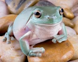 Jun 04, 2021 · 'chocolate frog' or litoria mira, a new species of the amphibian has been discovered in swampy, lowland forests of new guinea by australian researchers. Australian Blue Phase Whites Tree Frog Babies