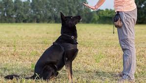 Certains durent un semestre académique complet et sont des cours autonomes, et certains sont composés de plusieurs classes différentes où un étudiant peut obtenir une certification ou un diplôme. Meilleurs Cours De Dressage De Chiens En Ligne Gratuits Pour Enseigner A Votre Chiot De Nouvelles Astuces Dz Techs