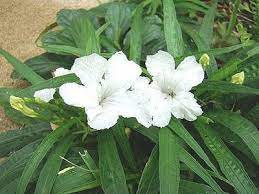 How To Grow Ruellia Dwarf Mexican Petunia Ehow Petunias Light Purple Flowers Planting Flowers
