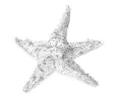 Pin By Shirley Miller On Grow Baby Grow Starfish Drawing Drawings Doodle Drawings