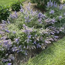 Image result for Vitex
