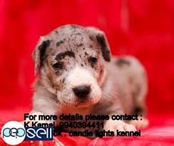 Maybe you would like to learn more about one of these? Harlequin Great Dane Puppies For Sale In Chennai 9940394411 Chennai Free Classifieds