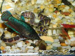 Water conditioner for freshwater shrimp etc. Fish Lovers Show Us Your Tank Page 14 Photo Albums Images And Videos