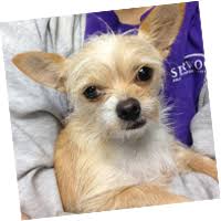 I need a longer ride as well! Trusted Pet Air Transportation Services Starwood Animal Transport