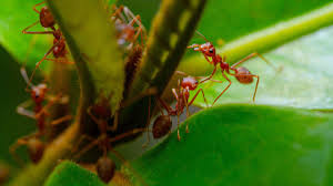Image result for Fire Ant Sting
