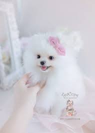 Adorable white color toy pom puppies playing in home. Snow White Pomeranian Puppy By Teacup Puppies Pomeranian Puppy Puppies Dog Dogs Teac White Pomeranian Puppies Pomeranian Puppy Teacup Pomeranian Puppy