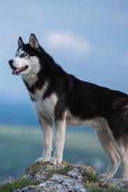 Black And White Siberian Husky Black And White Siberian Husky Standing On A Mountain In The Background Of Mountains And Forests Dog On The Background O In 2020 Husky Wolf Husky White Siberian Husky