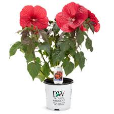 Image result for Hibiscus Red 2016 Vito