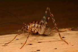 There exist various reason you should have a cricket insecticide nearby. What S In Your Basement What S Bugging You