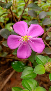 Image result for Heterotis decumbens