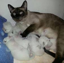 The cheapest offer starts at £100. Purebred Siamese Cat Price