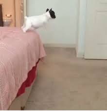 Check spelling or type a new query. Bett Salto Gif Find On Gifer