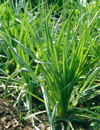 Haferwurzel Pflanzen Gartenprojekte Heilpflanzen