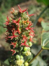 Image result for Ricinus